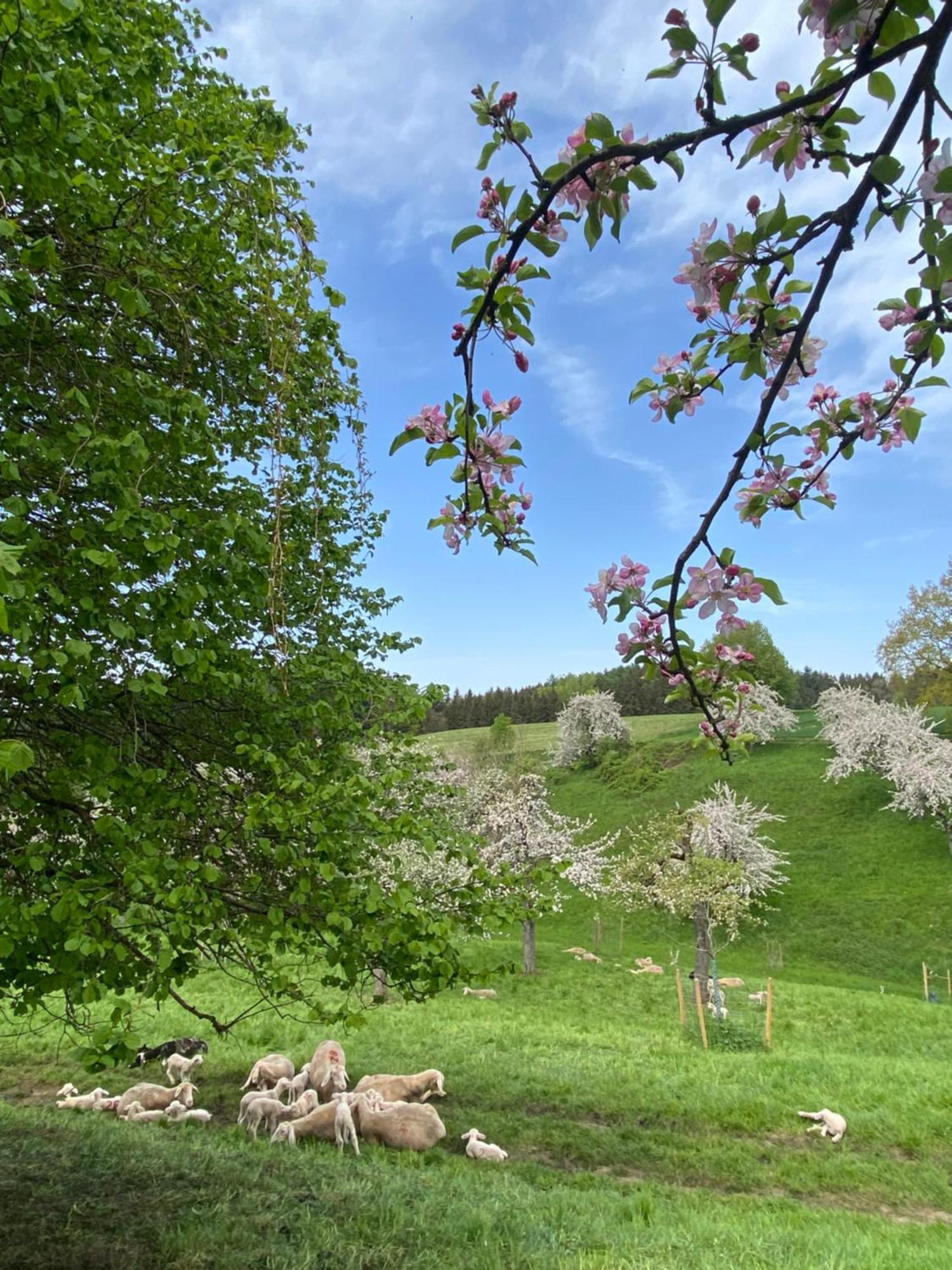 Klostergasthof Roggenburg Bagian luar foto